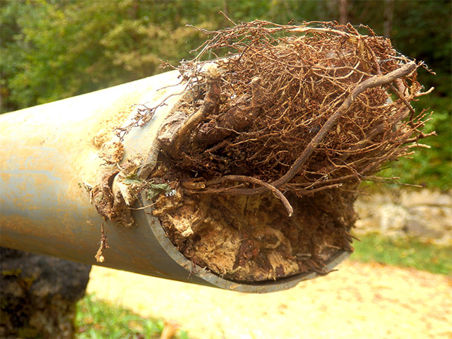 Blocked Drain Tree Root