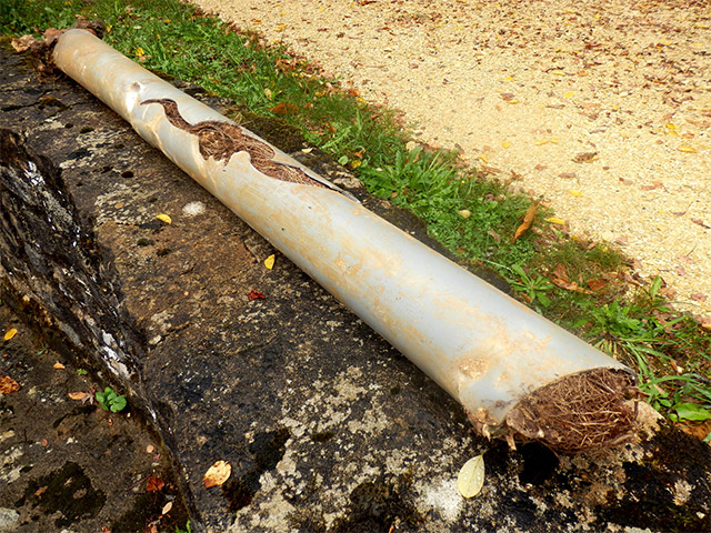 Blocked Drain Tree Root